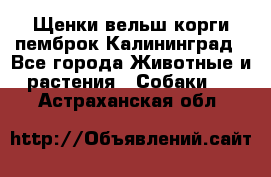 Щенки вельш корги пемброк Калининград - Все города Животные и растения » Собаки   . Астраханская обл.